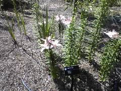 asian-lilies